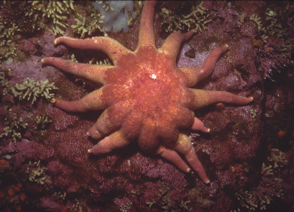 Solaster dawsoni